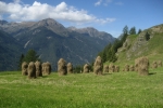 Heuernte
