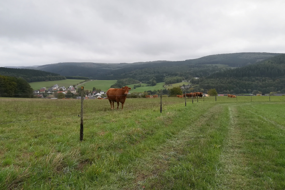 Traumschleife Ruwer-Hochwald-Schleife