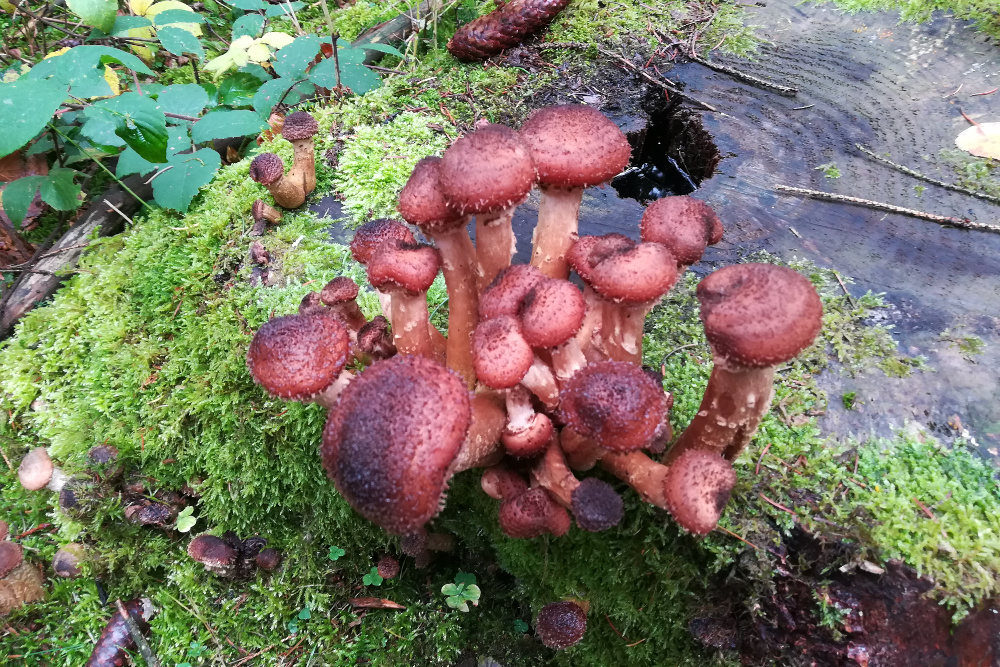 Traumschleife Ruwer-Hochwald-Schleife