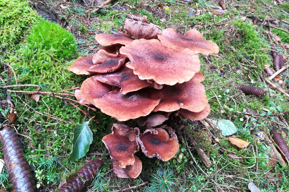 Traumschleife Ruwer-Hochwald-Schleife