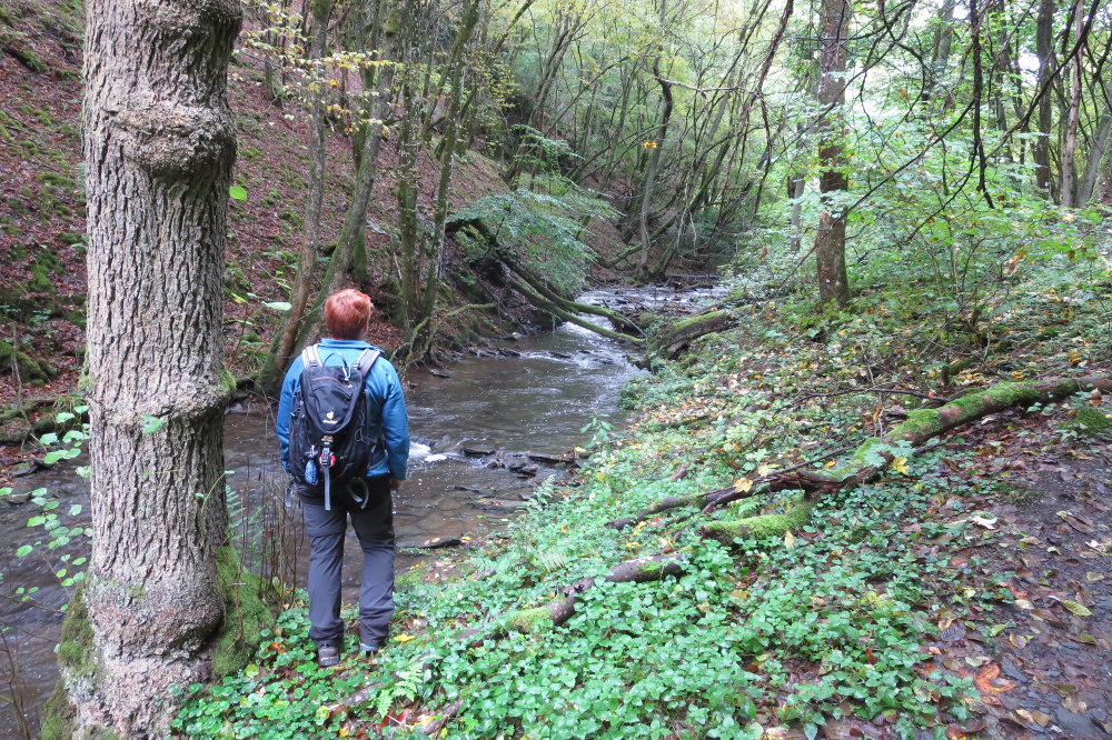 Traumschleife Baybachklamm