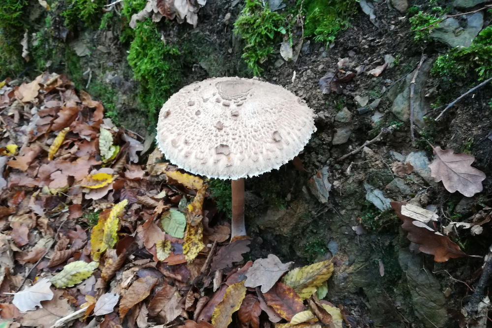 Traumschleife Murscher Eselsche