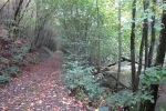 Traumschleife Ruwer-Hochwald-Schleife