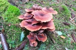 Traumschleife Ruwer-Hochwald-Schleife