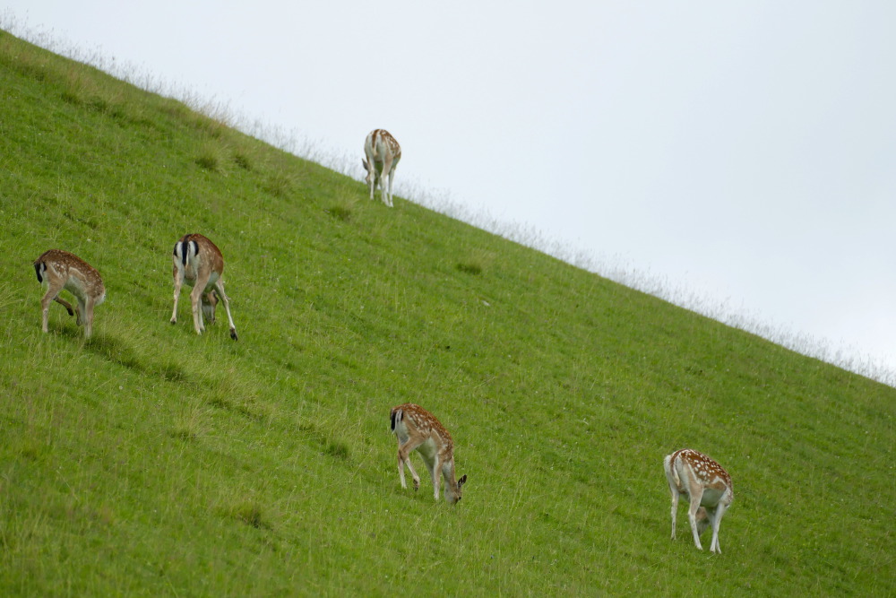 Kitzbüheler Alpen – Vom Wildpark Aurach nach Kitzbühel