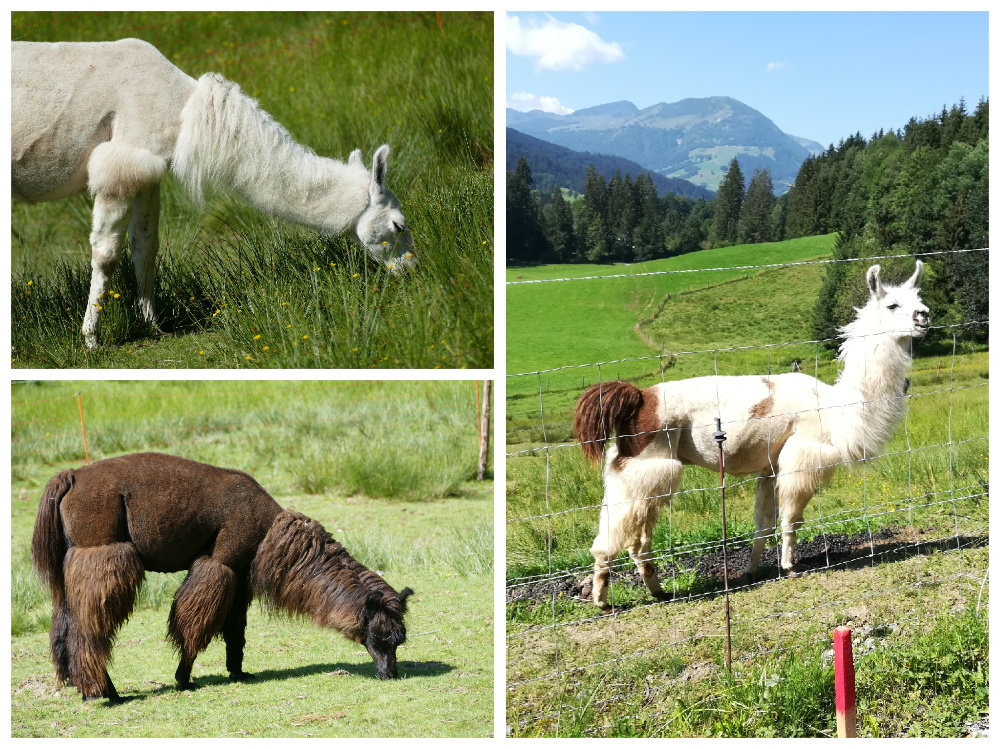 Kitzbüheler Alpen – Vom Schwarzsee nach St. Johann