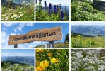 Kitzbüheler Alpen – Rund ums Kitzbüheler Horn - Alpenblumengarten