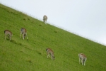 Kitzbüheler Alpen – Vom Wildpark Aurach nach Kitzbühel