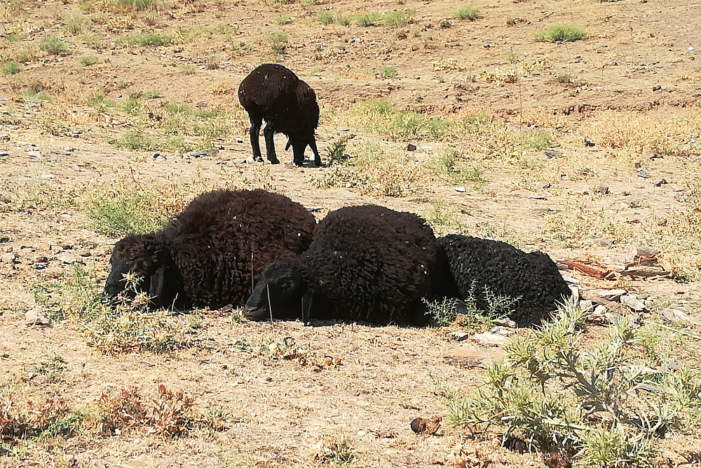 Usbekistan - Wanderung zu den Petroglyphen