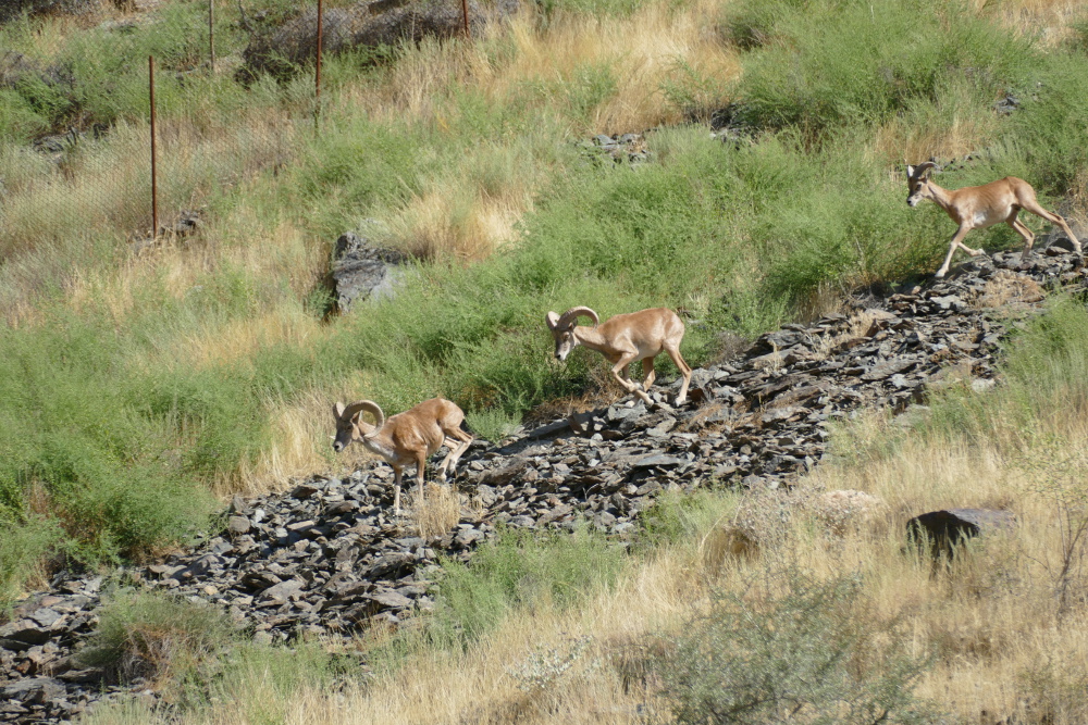 Usbekistan - Argali-Schafe