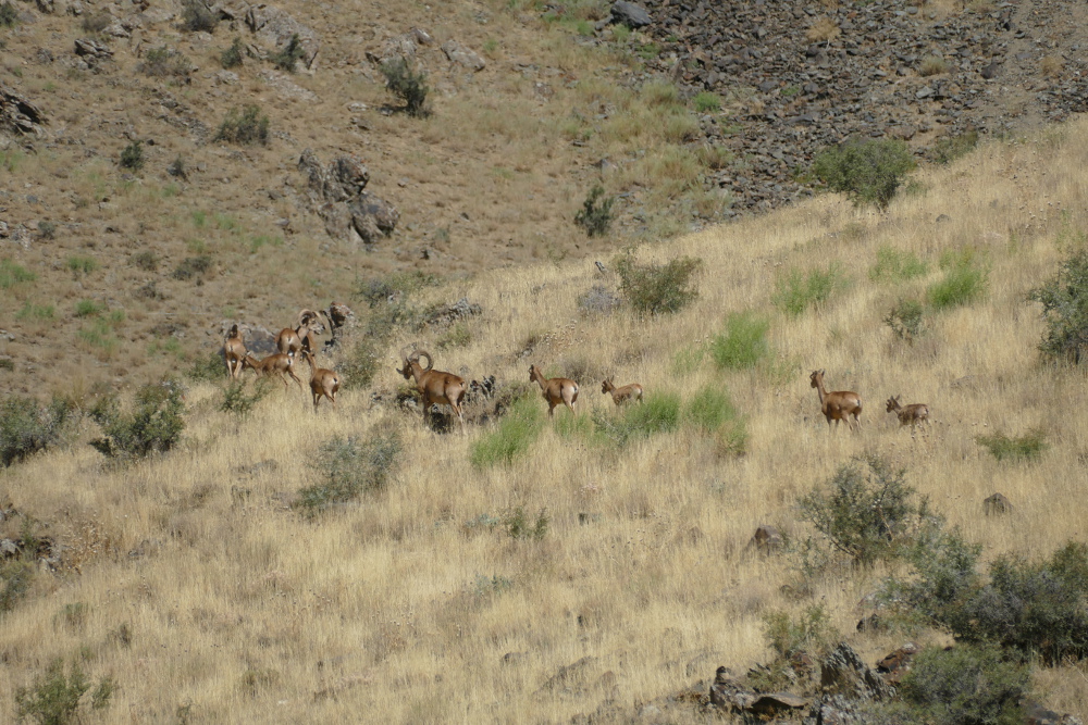 Usbekistan - Argali-Schafe