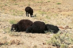 Usbekistan - Wanderung zu den Petroglyphen