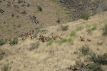 Usbekistan - Argali-Schafe