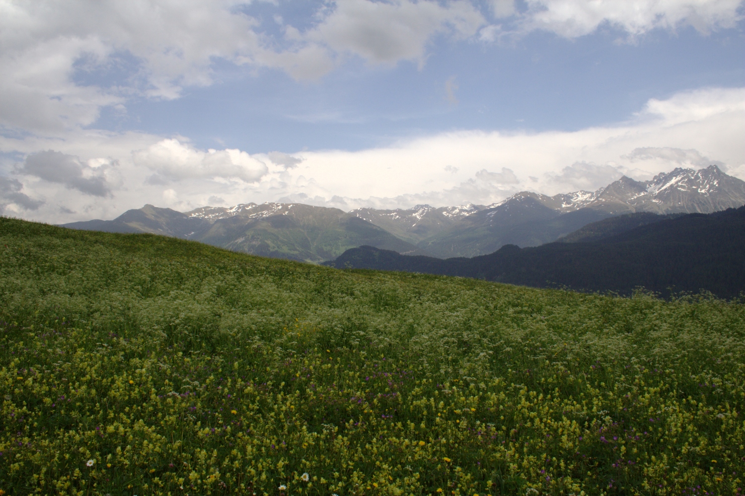 Via Engiadina - Almwiese