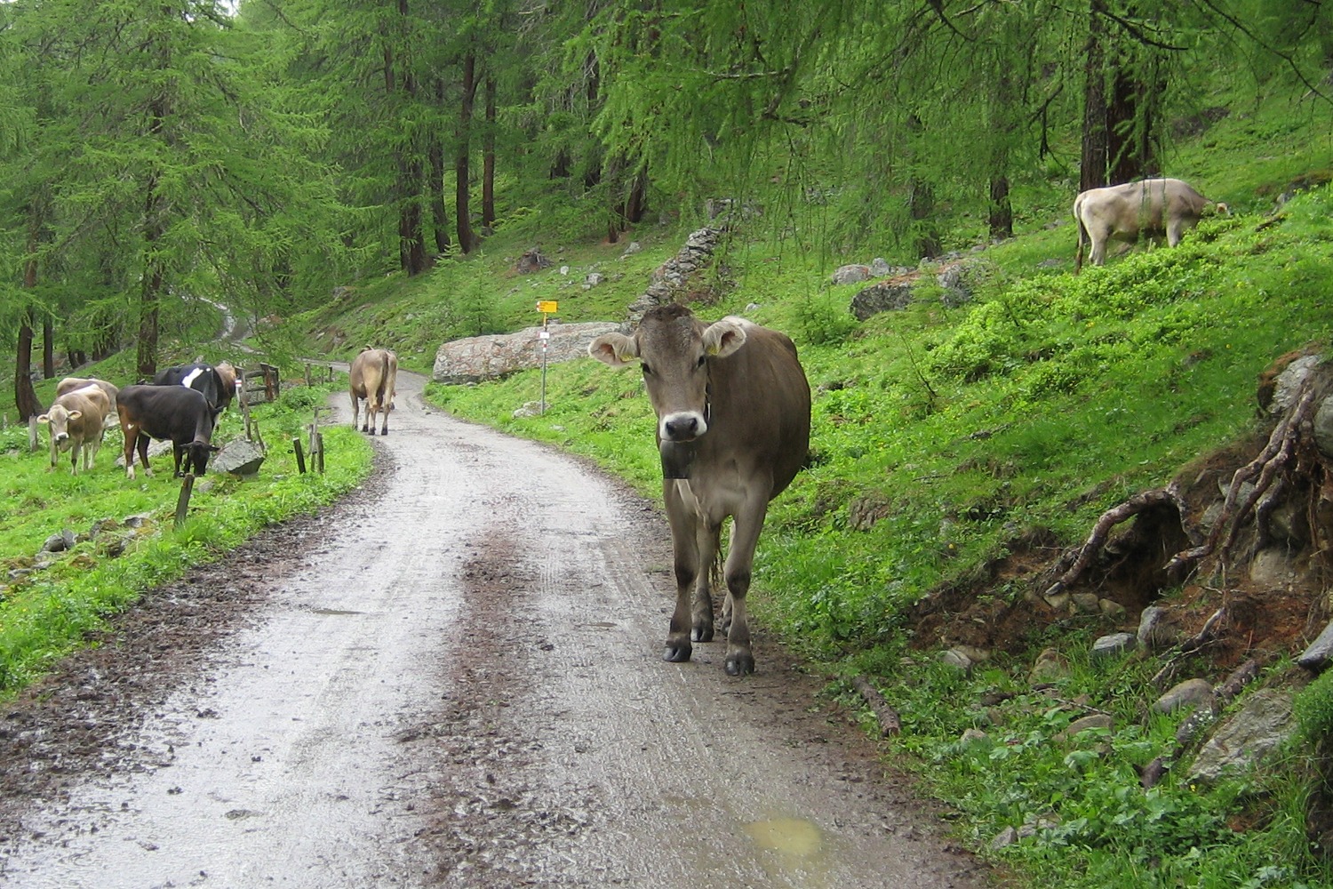 Via Engiadina - Was guckst Du?