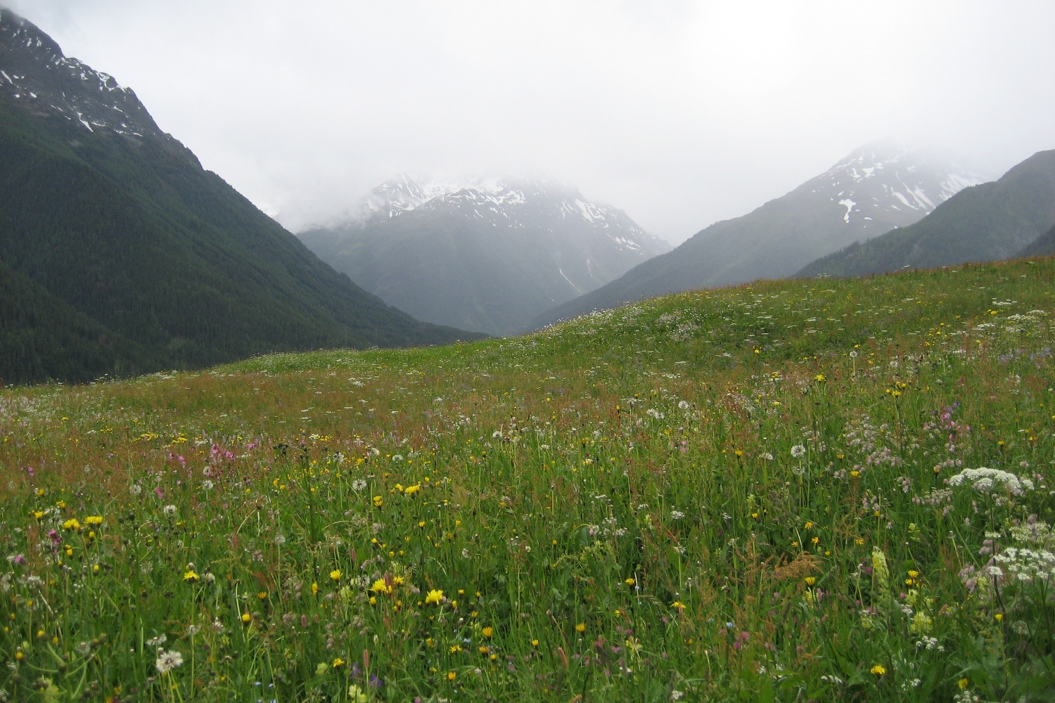 Via Engiadina - Blumenwiese