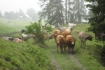 Via Engiadina - Dieser Weg gehört uns!