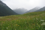 Via Engiadina - Blumenwiese