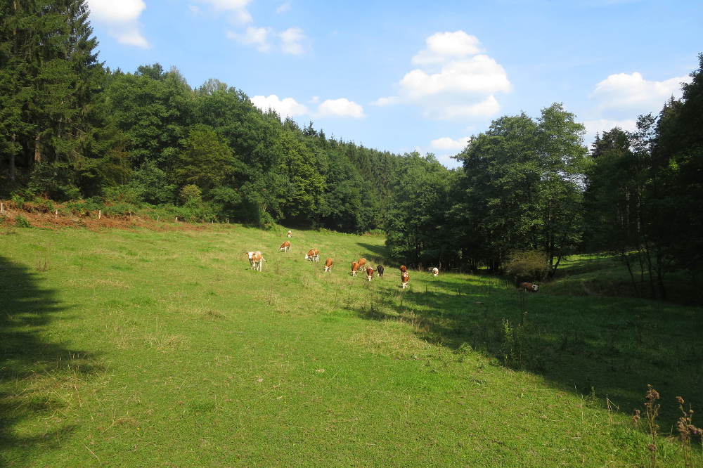 Volmelandsteig Runde – C – Brügge