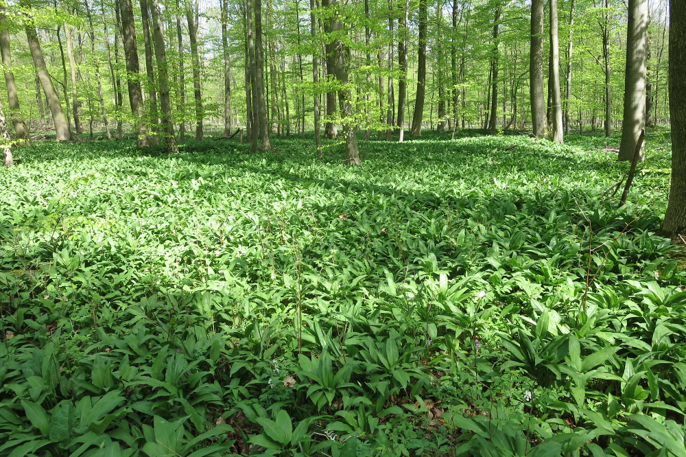 Weserbergland-Weg #03: Von der Papp-Mühle bis Welliehausen