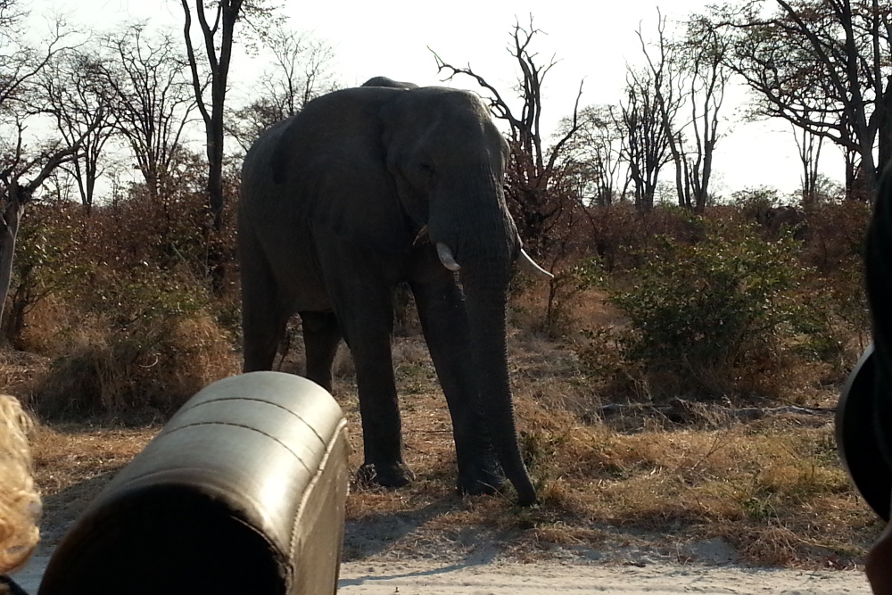 Botswana - Mal wieder ziemlich nah dran