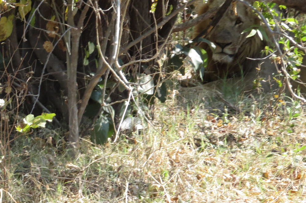 Botswana - Suchbild mit Löwe