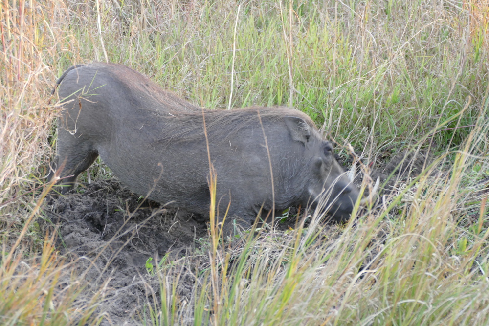 Zimbabwe - Warzenschwein