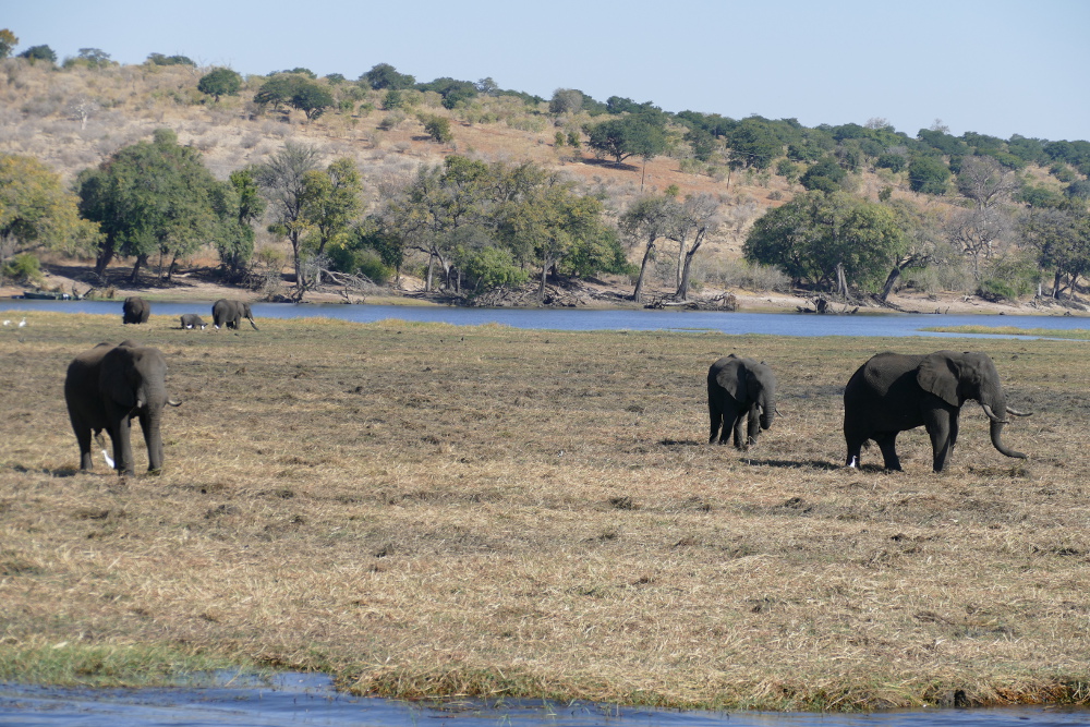 Botswana - Elefanten im Chobe-Nationalpark