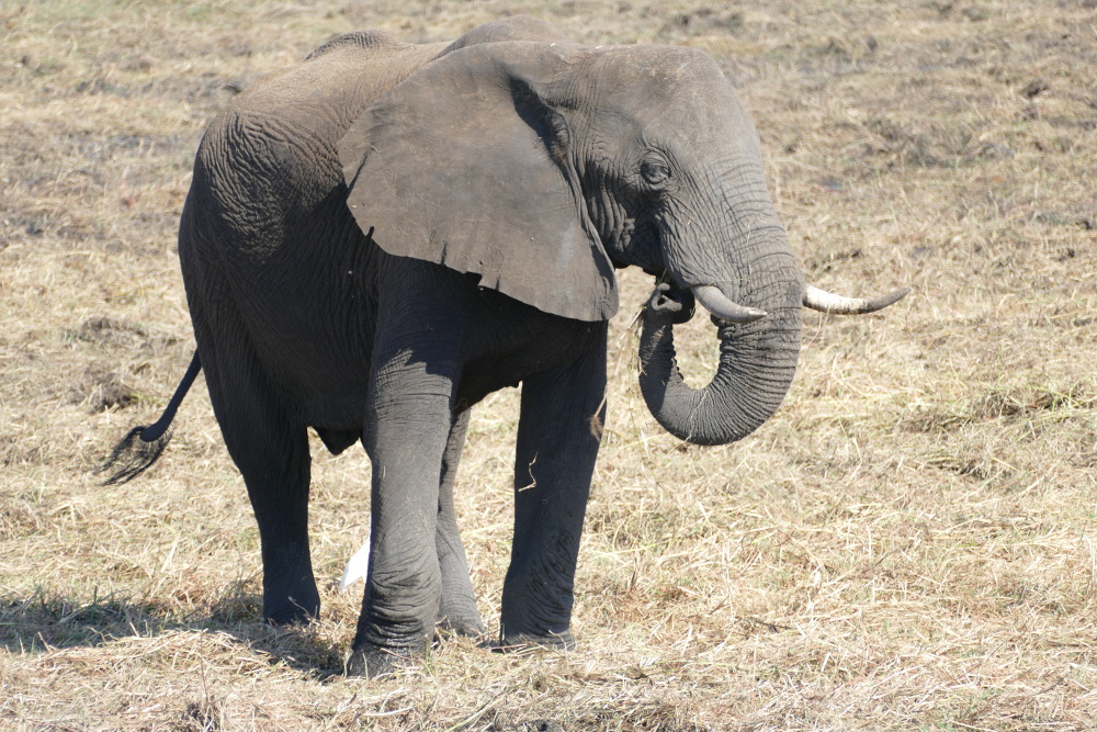 Botswana - Elefant im Chobe-Nationalpark