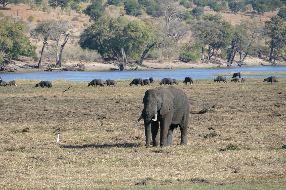 Botswana - Im Chobe-Nationalpark
