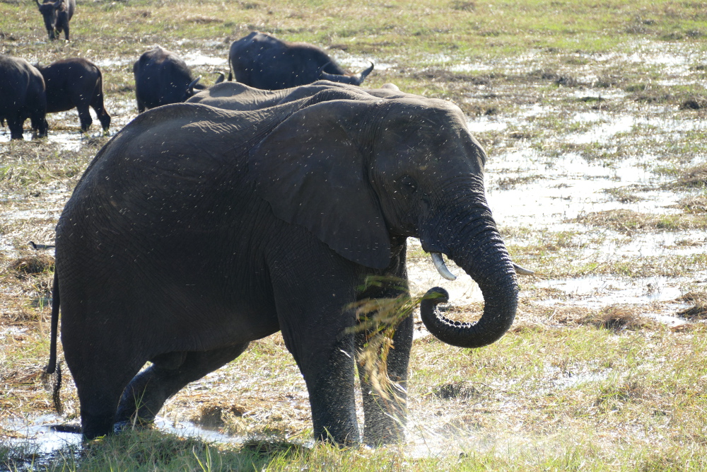 Botswana - Elefant im Chobe-Nationalpark