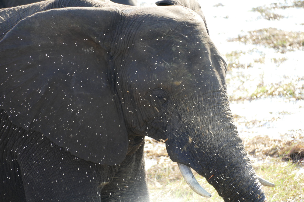 Botswana - Elefant im Chobe-Nationalpark