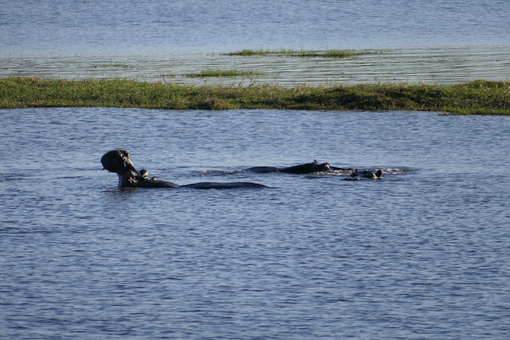 Botswana - Flusspferde im Chobe-Nationalpark