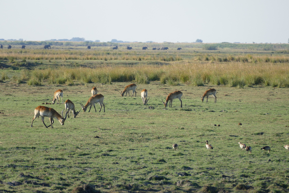 Botswana - Impalas im Chobe-Nationalpark
