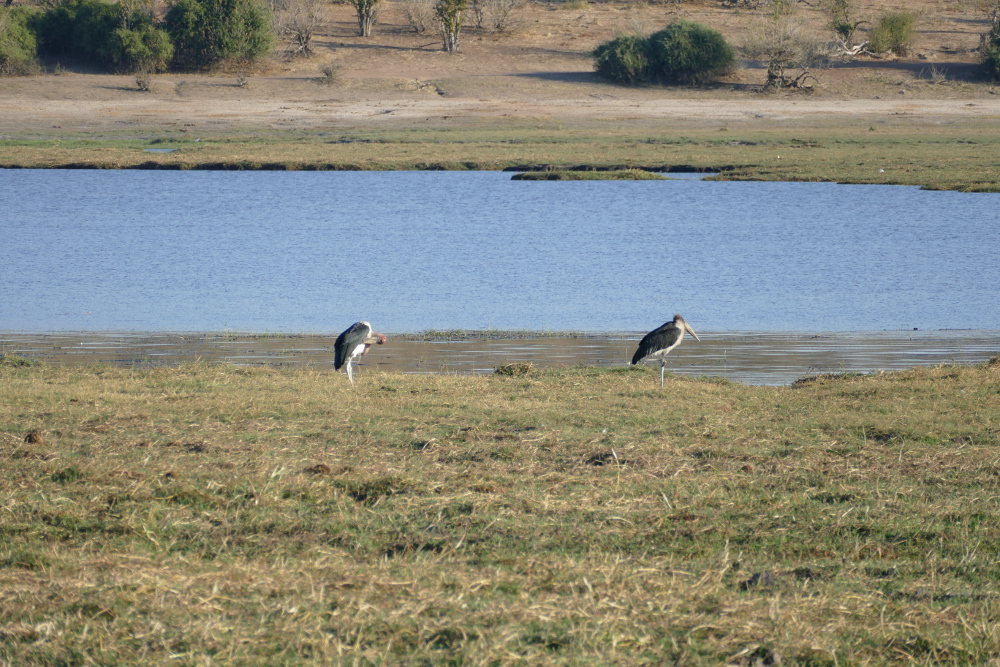 Botswana - Marabus im Chobe-Nationalpark