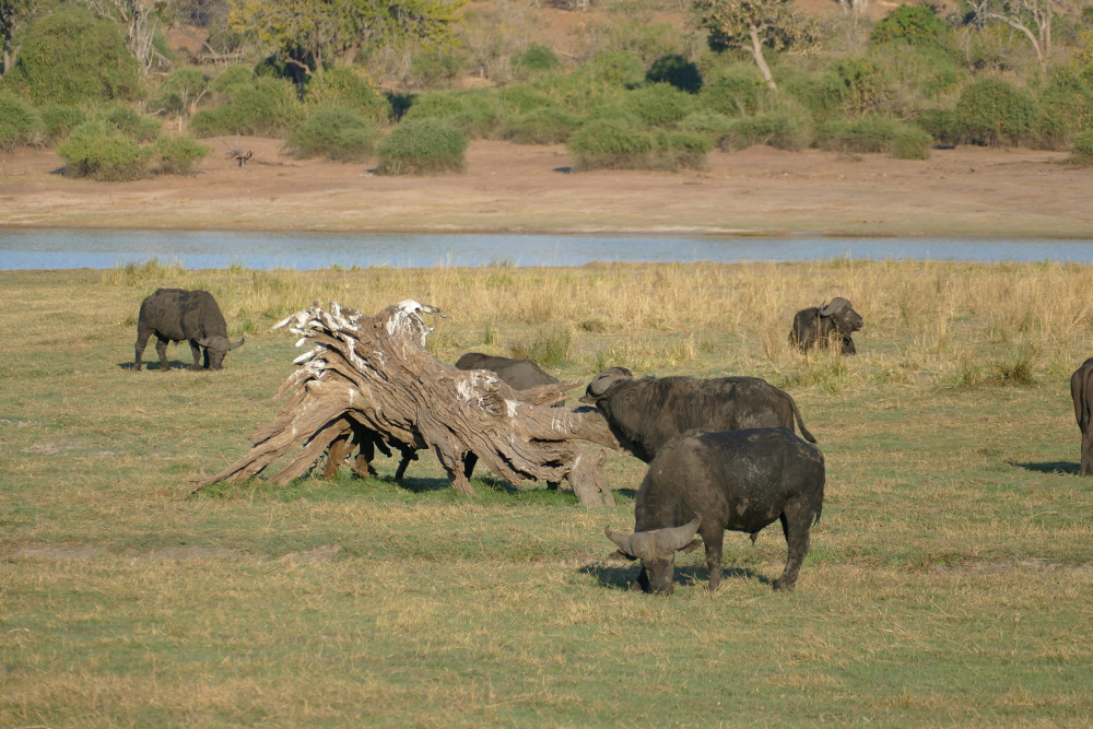 Botswana - Büffel im Chobe-Nationalpark