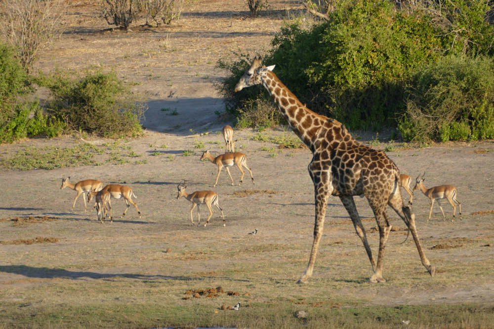 Botswana - Giraffe mit Impalas im Chobe-Nationalpark