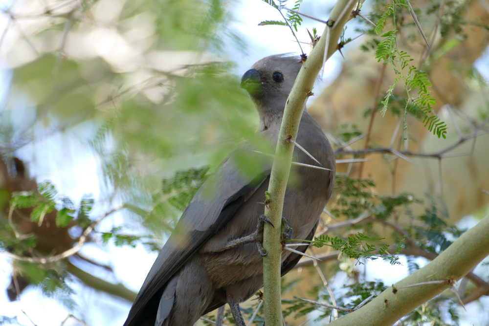 Botswana - Vögel im Garten der Nata Lodge