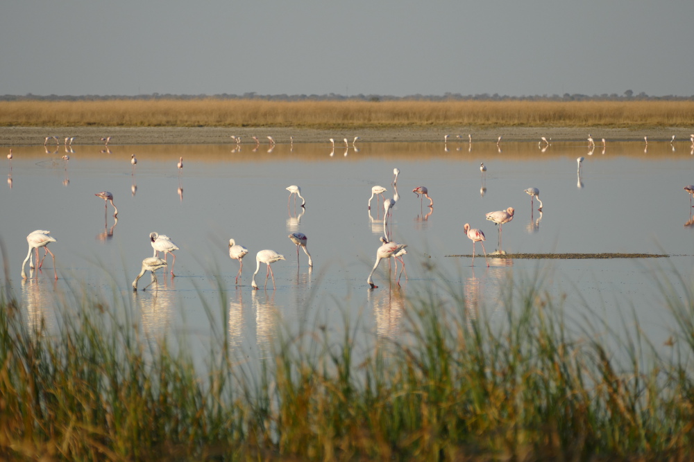 Botswana - Flamingos in der Makgadigadi-Salzpfanne
