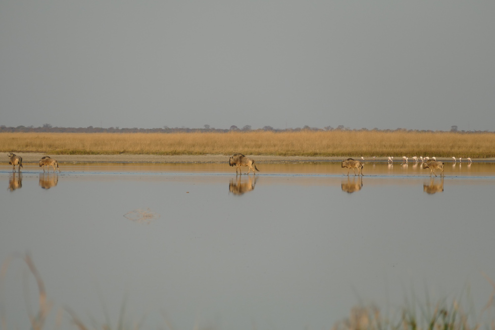 Botswana - Gnus und Flamingos in der Makgadigadi-Salzpfanne