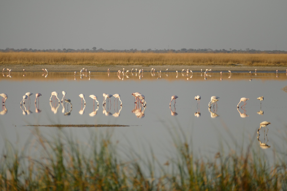Botswana - Flamingos in der Makgadigadi-Salzpfanne
