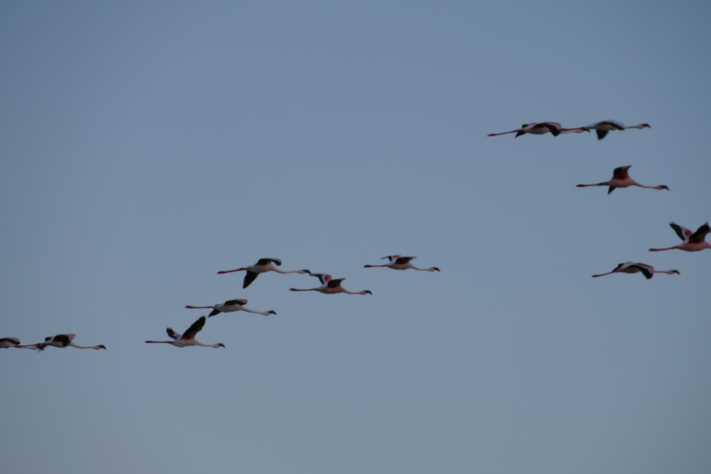 Botswana - Flamingos in der Makgadigadi-Salzpfanne