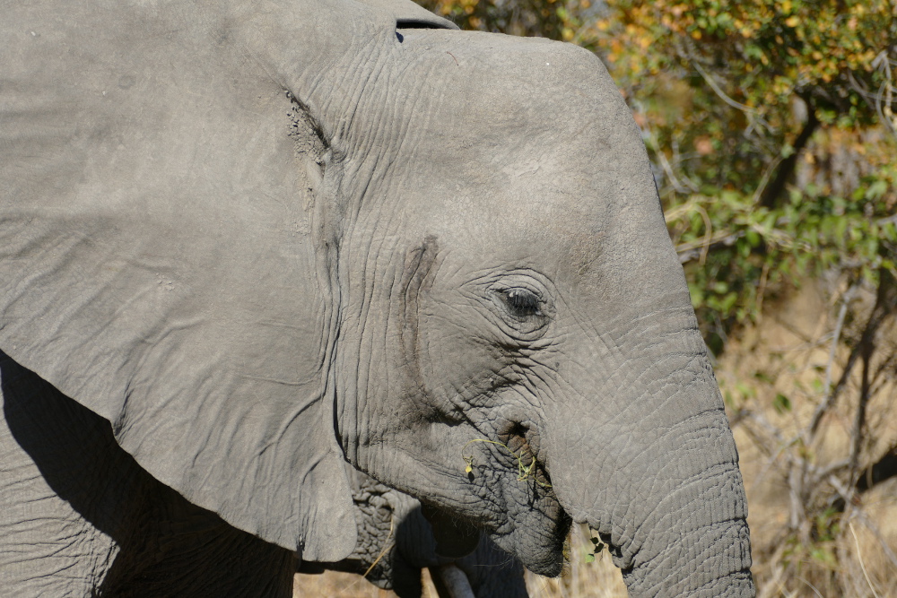 Botswana - Elefanten an der Straße zum Moremi-Reservat