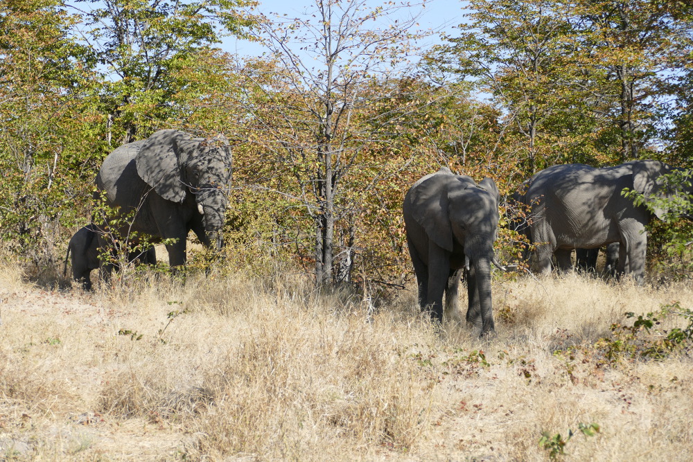 Botswana - Elefanten an der Straße zum Moremi-Reservat
