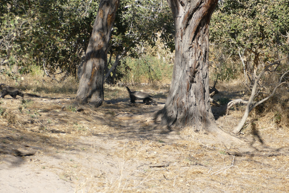 Botswana - Honigdachse am Khwai-Fluss
