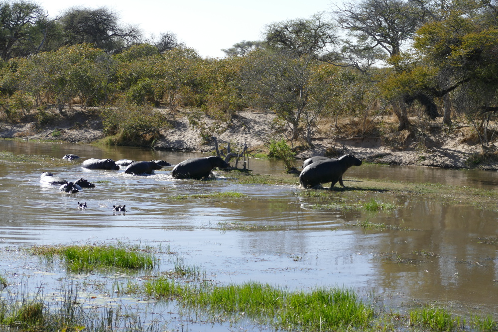 Botswana - Huch, da kommen Menschen...