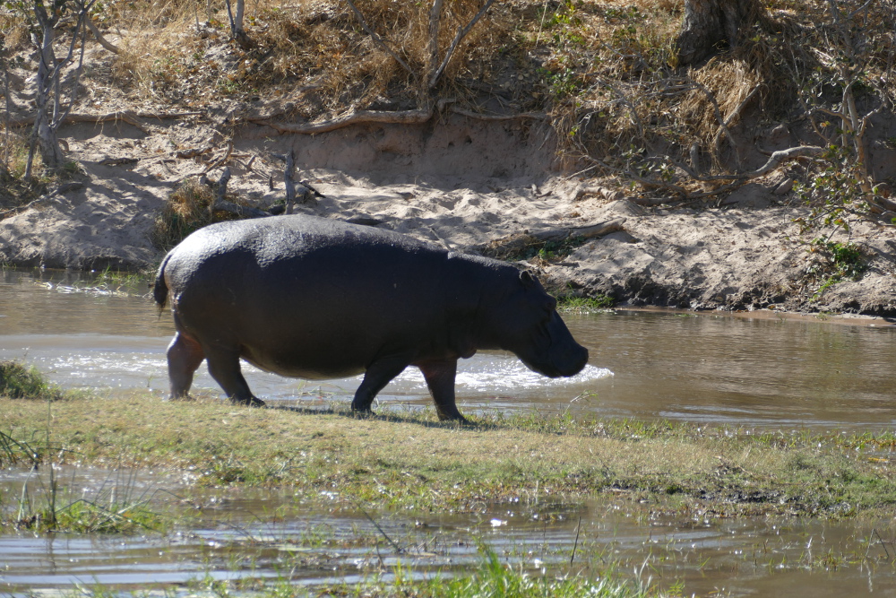 Botswana - Flusspferde im Khwai