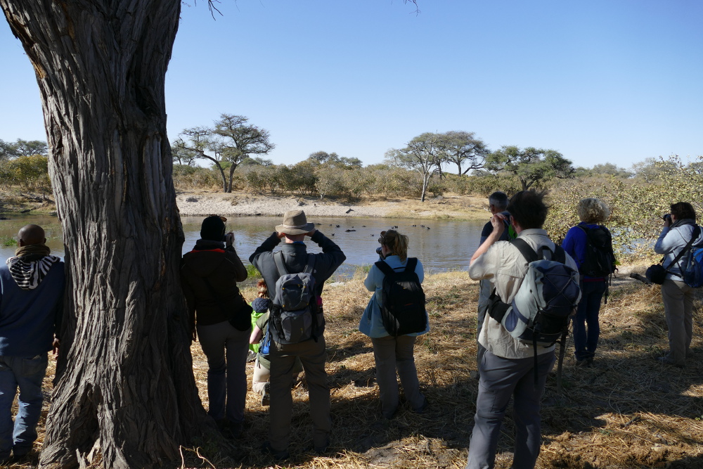 Botswana - Flusspferde im Khwai