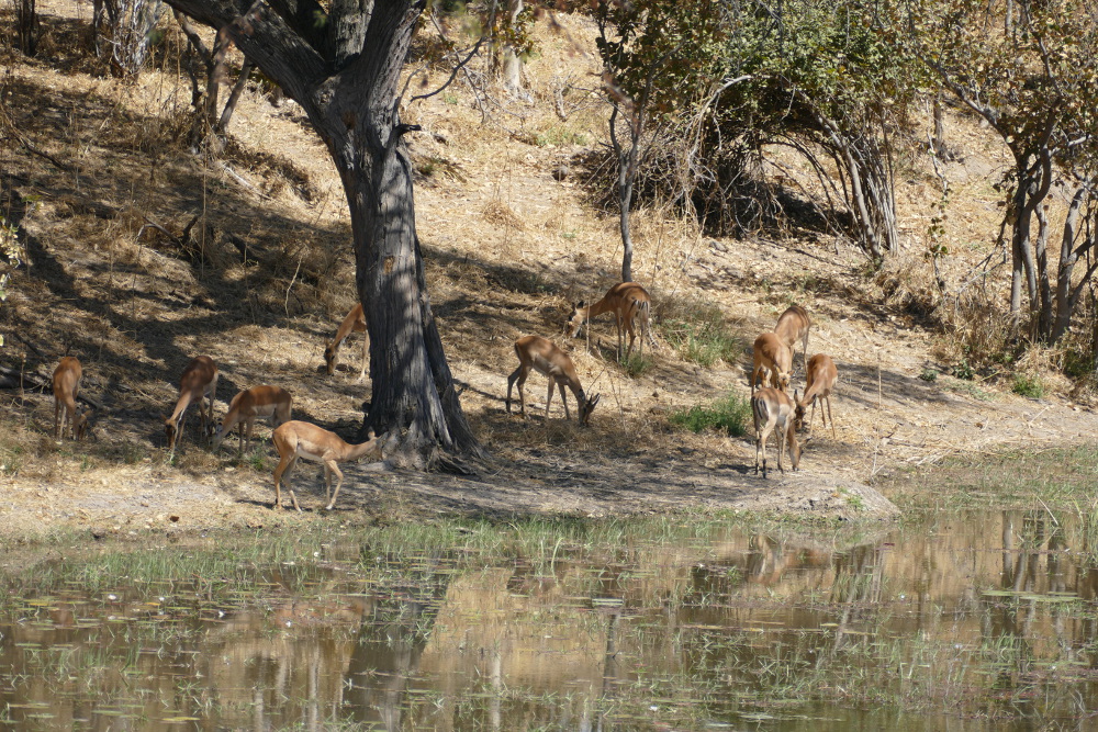 Botswana - Antilopen in der Nähe der Mogotlho-Lodge