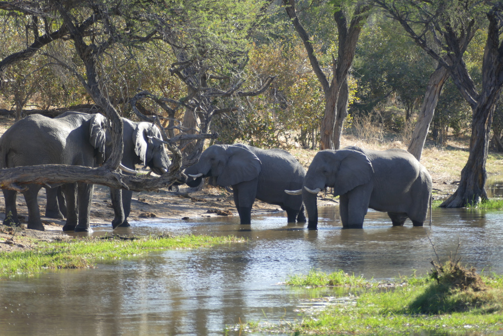 Botswana - Elefanten im Khwai